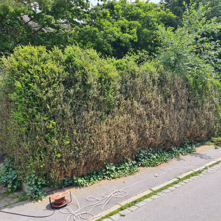 Gepflegte Grünanlage und Hecke rund um ein Objekt in Straubing, betreut von G&N Transporte