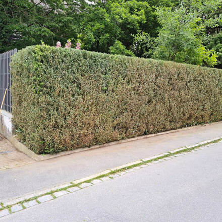 Frisch geschnittene Hecke entlang eines Grundstücks durch den Hausmeisterservice von G&N Transporte in Straubing